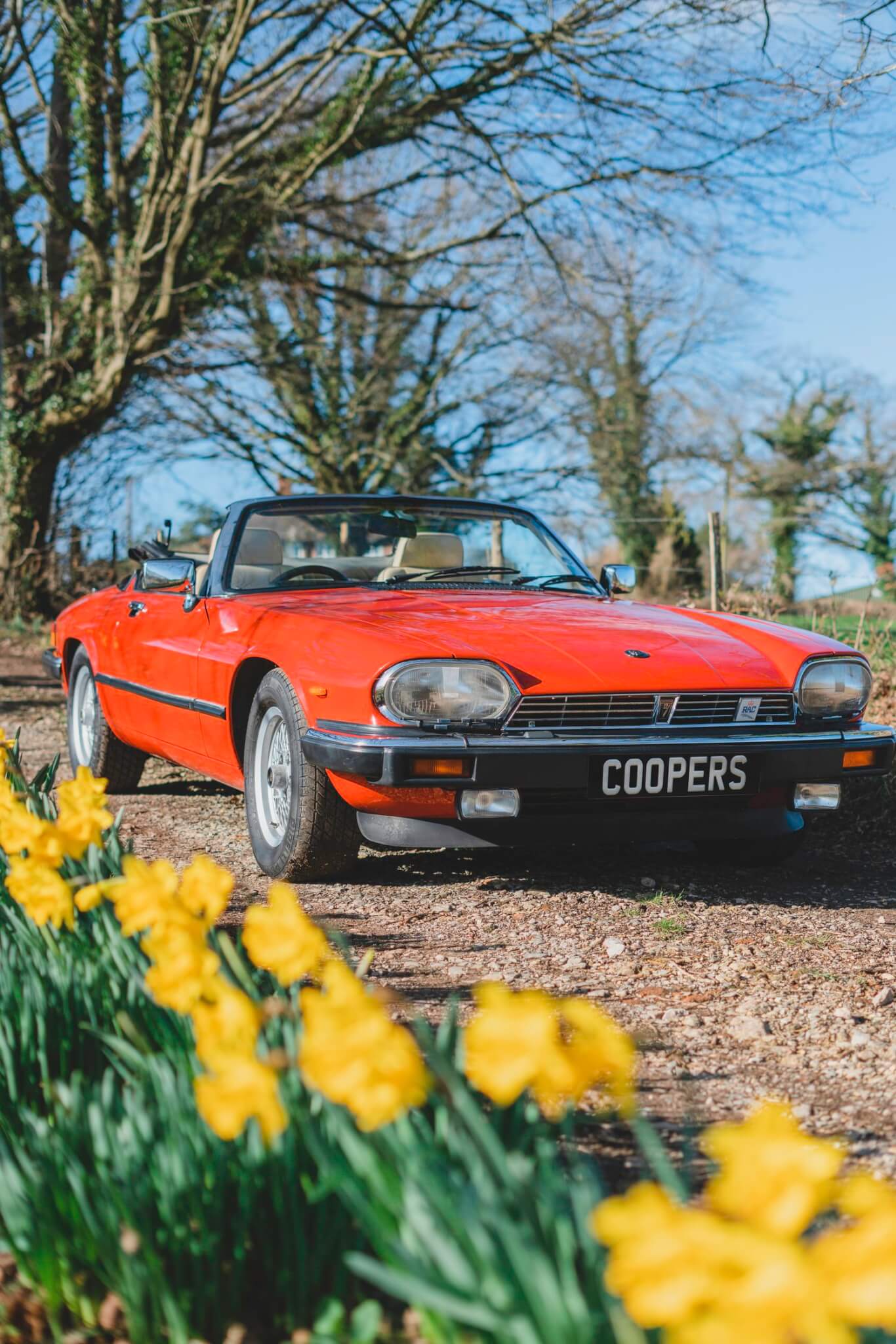 Jaguar XJS orange with daffodils in foreground