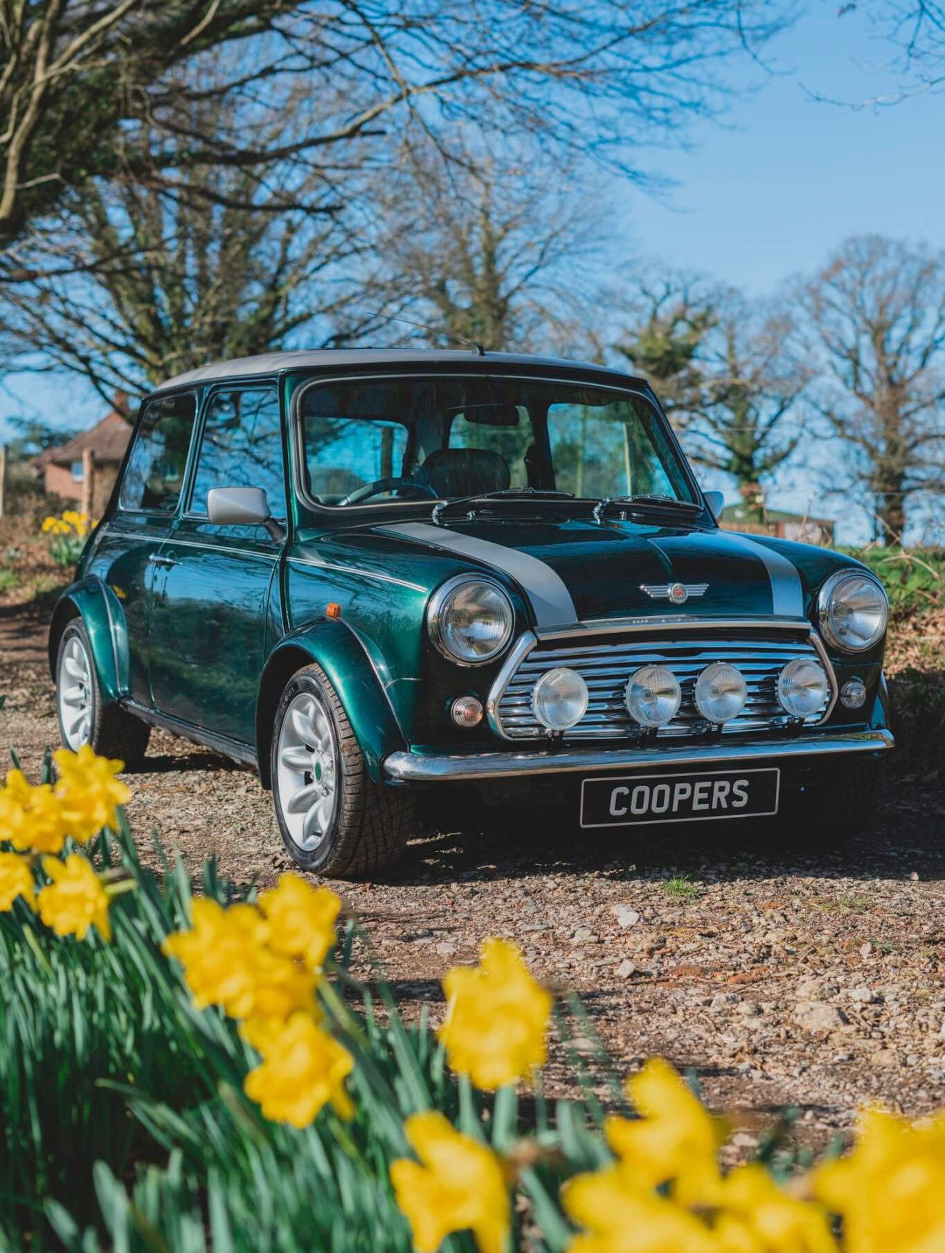 Rover Mini Cooper Sport Racing Green with daffodils in foreground