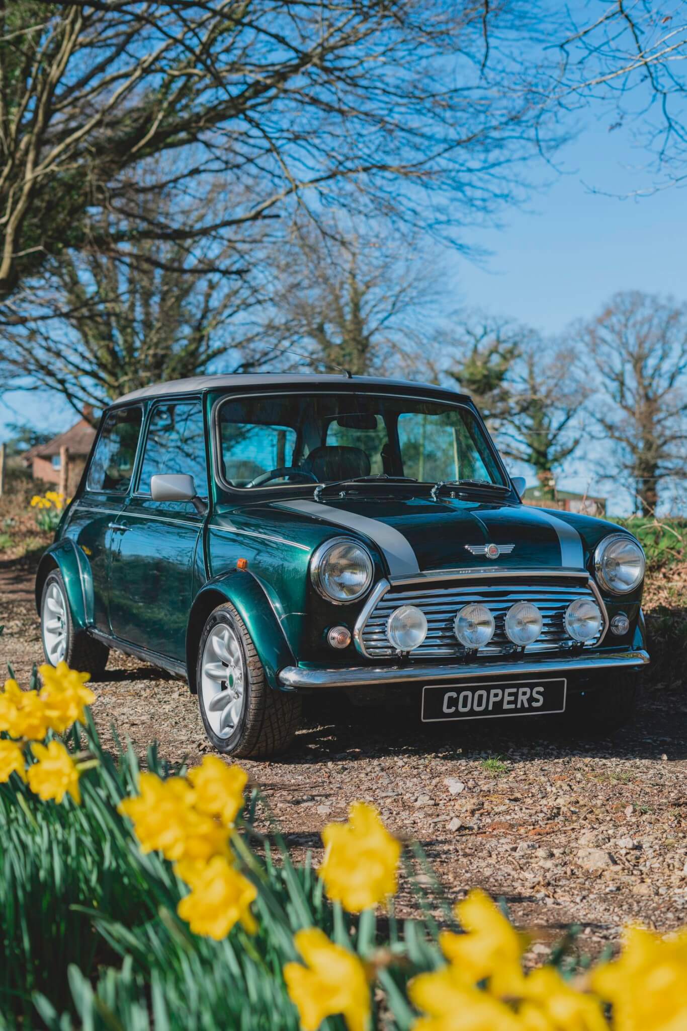 Rover Mini Cooper Sport Racing Green with daffodils in foreground